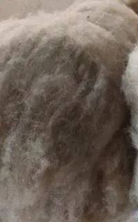 پشم گوسفند حلاجی شده