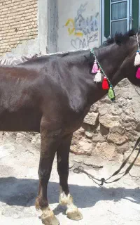 اسب یوخته آرام وبی صدا
