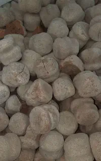 کشک گوسفند