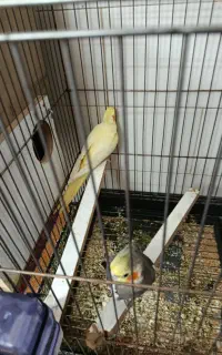 فروش یک جفت عروس