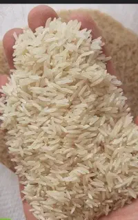 برنج فجر سوزنی