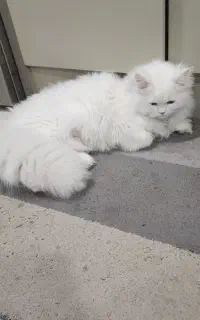 گربه بریتیش