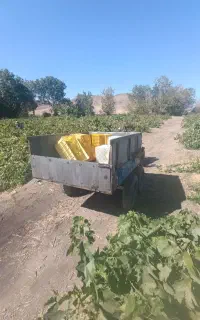 خریدار انگور تناژ