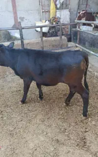 گوساله ماده