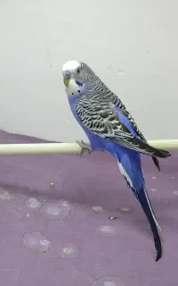 مرغ عشق نر