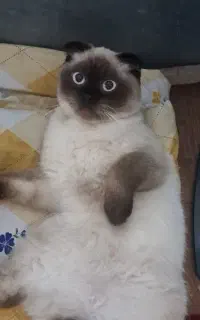 گربه اسکاتیش