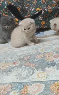 اسکاتیش