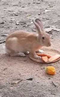 خرگوش نر