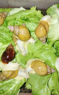 حراج هلزون