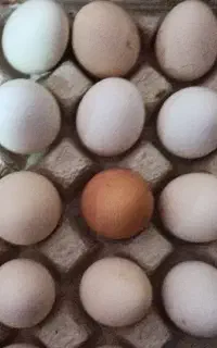 تخم مرغ محلی خوراکی