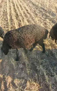 بره نر ،ماده