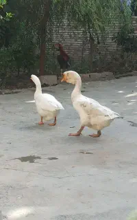 دو عدد قو غاز سفید