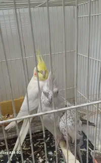 یک جفت عروس هلندی