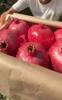 فروش نهال انار سیاه واندرفول