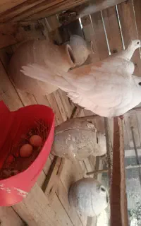 کبوتر خانگی