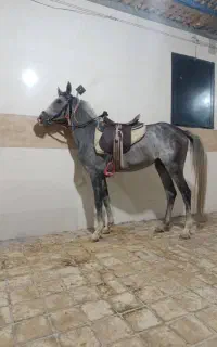 رامهرمز