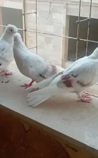 پرنده پشت دار