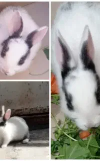 خرگوش برای معاوضه