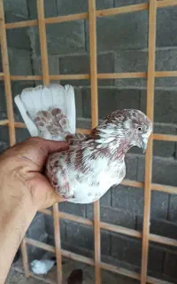 کبوتر پرشی نر