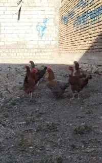مرغ محلی تخم گذار