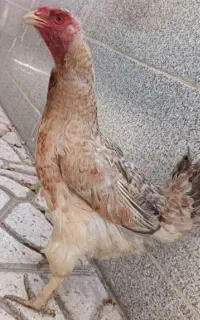 سلام یک عدد مرغ