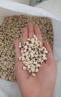 لوبیا چشم بلبلی