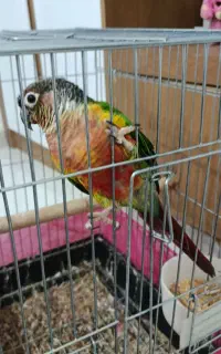 گرینچیک پرنده