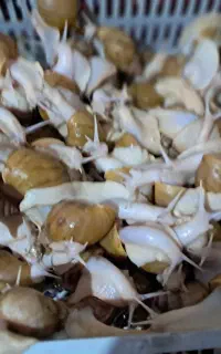سلام کلی حلزون سوپرمولدفقط۵۰ هزار تومن