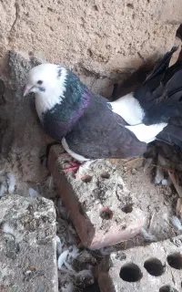 کبوتر