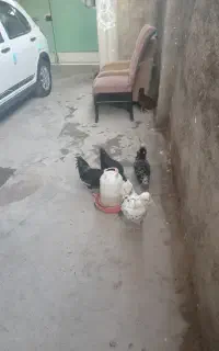 مرغ گلین ۴عدد فروش