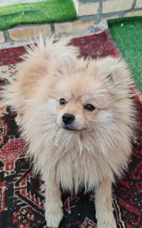 سگ پامر نر جهت جفت گیری