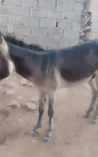 فروش الاغ