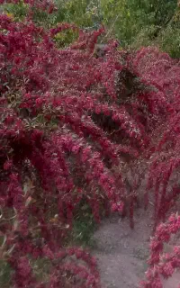 زرشک درخش روی درخت