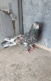کفتر پرشی