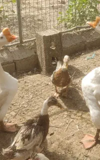 جفت  قوغازچینی