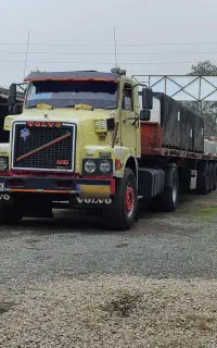 ولو تک طلایی