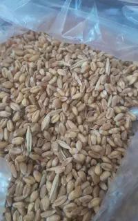 گندم خوب 55000تومن