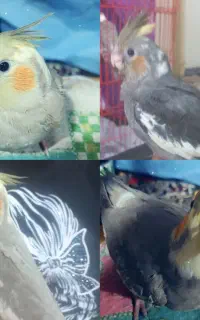 عروس هلندی تازه دونخور