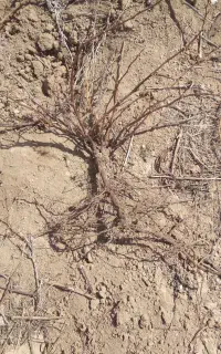 نهال انگور سیاه سردشت ۴ ساله