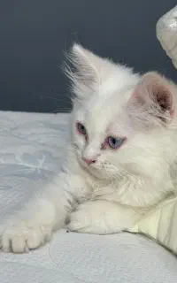 گربه گمشده