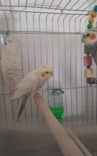 فروش عروس هلندی نر ماده