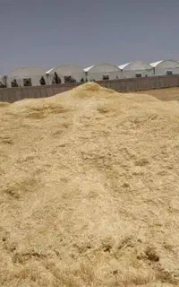 کاه دیم