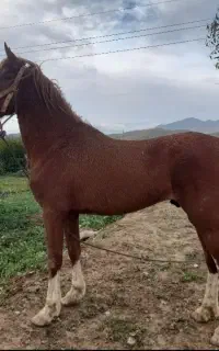 فروش اسب نریان  چهار قلم سفید عروسک