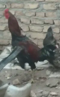 خروس محلی
