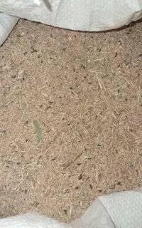 گندم خورد و وریزه
