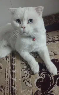 گربه نر