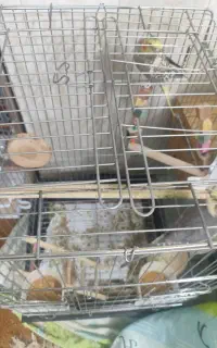 عروس هلندی