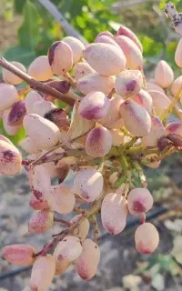 پسته ی تازه
