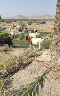 چپش پنجاه درصد بوئر