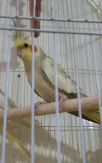 عروس هلندی